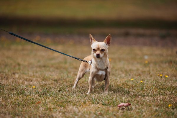 Las mejores marcas de neumáticos de coches para cada necesidad